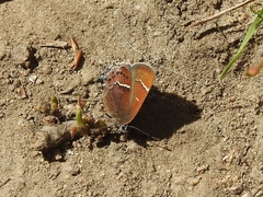 Callophrys spinetorum