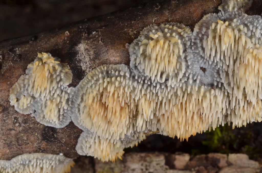 Radulomyces copelandii · August 2020 · photo: © epopov (iNaturalist, cc-by)