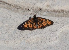 Chlosyne definita