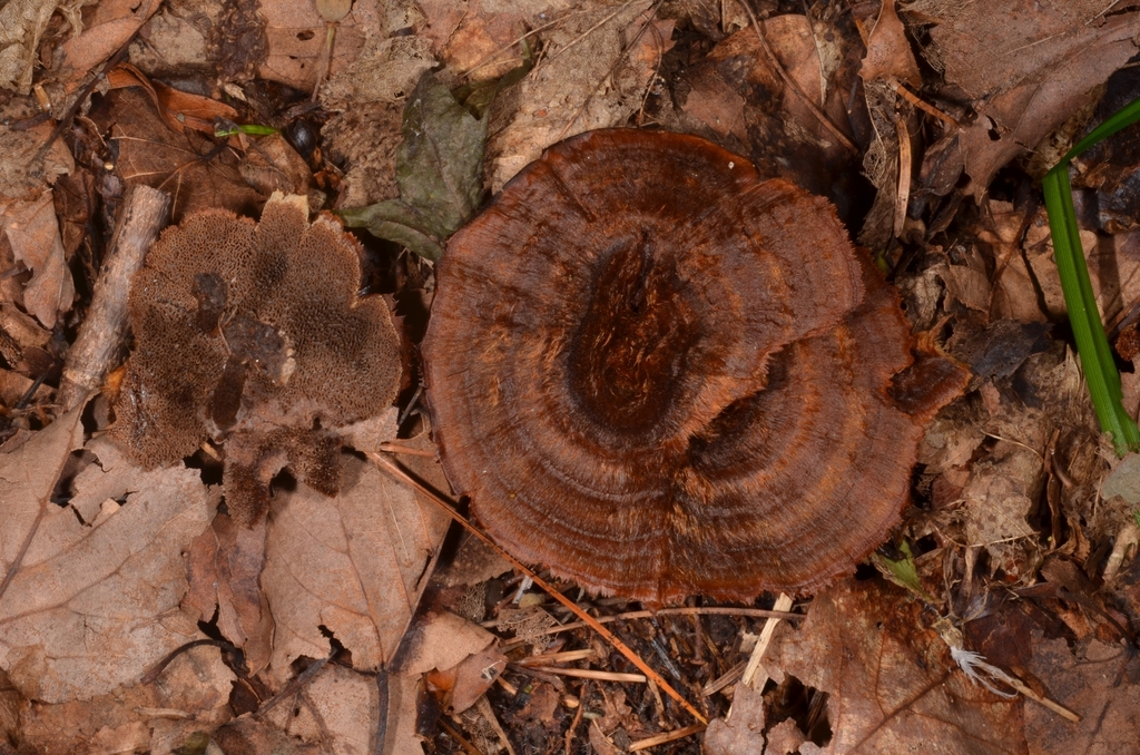 Coltricia cinnamomea · August 2020 · photo: © epopov (iNaturalist, cc-by)