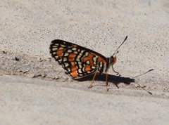 Chlosyne definita
