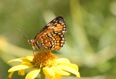 Chlosyne definita