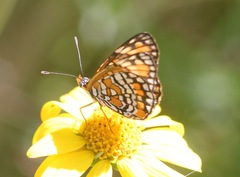 Chlosyne definita