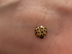Harmonia axyridis