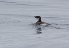 Synthliboramphus scrippsi