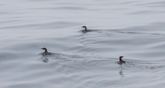 Synthliboramphus scrippsi