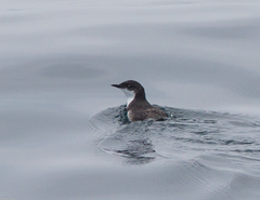 Synthliboramphus scrippsi