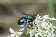 Chrysosomopsis aurata