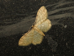 Idaea fuscovenosa