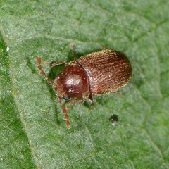 Sculptotheca puberula