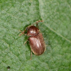 Sculptotheca puberula