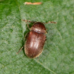 Sculptotheca puberula