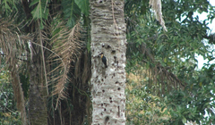 Melanerpes cruentatus