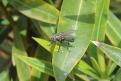 Sarconesia chlorogaster