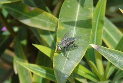 Sarconesia chlorogaster