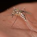 Aedes triseriatus - Photo (c) Jason M Crockwell, osa oikeuksista pidätetään (CC BY-NC-ND), lähettänyt Jason M Crockwell