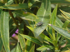 Sarconesia chlorogaster