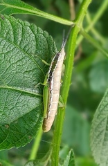 Neorthacris