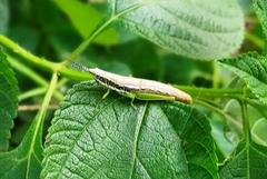 Neorthacris