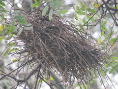 Phacellodomus sibilatrix