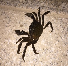Eriocheir