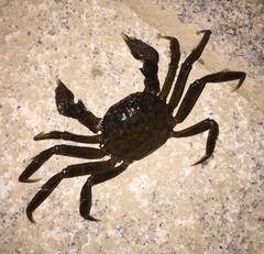 Eriocheir