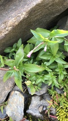 Epilobium alsinifolium