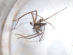 Heteropoda ocyalina