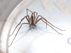 Heteropoda ocyalina
