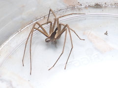 Heteropoda ocyalina