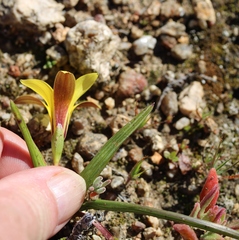 Romulea saldanhensis