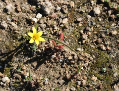Romulea saldanhensis