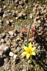 Romulea saldanhensis