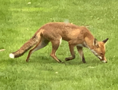 Vulpes vulpes