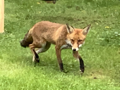 Vulpes vulpes