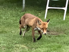 Vulpes vulpes