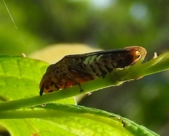 Homalodisca ichthyocephala