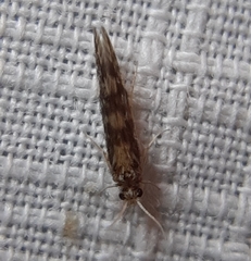 Agraylea multipunctata