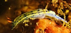 Hypselodoris festiva