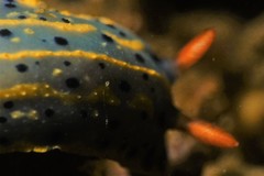 Hypselodoris festiva