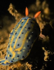 Hypselodoris festiva