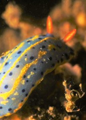 Hypselodoris festiva