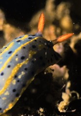 Hypselodoris festiva