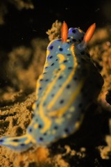 Hypselodoris festiva
