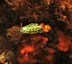 Hypselodoris festiva