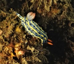 Hypselodoris festiva