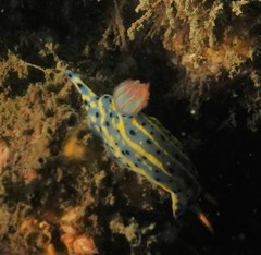 Hypselodoris festiva