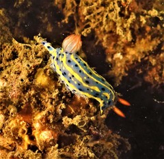 Hypselodoris festiva