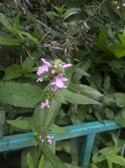 Stachys palustris