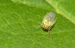 Macrosteles septemnotatus